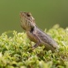 Lepojester pestry - Calotes versicolor - Oriental Garden Lizard o3397